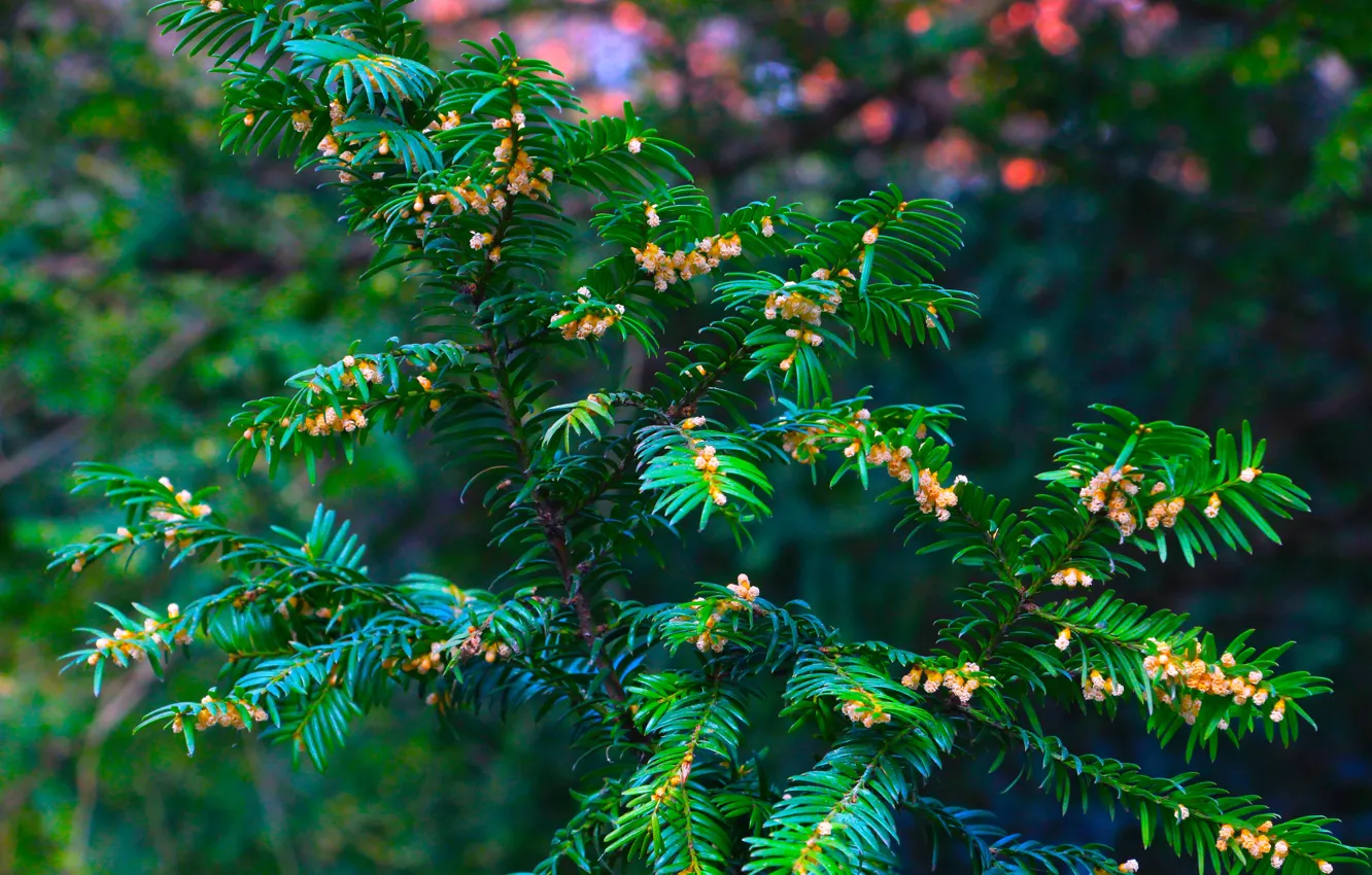 Фото обои green, spring, twig