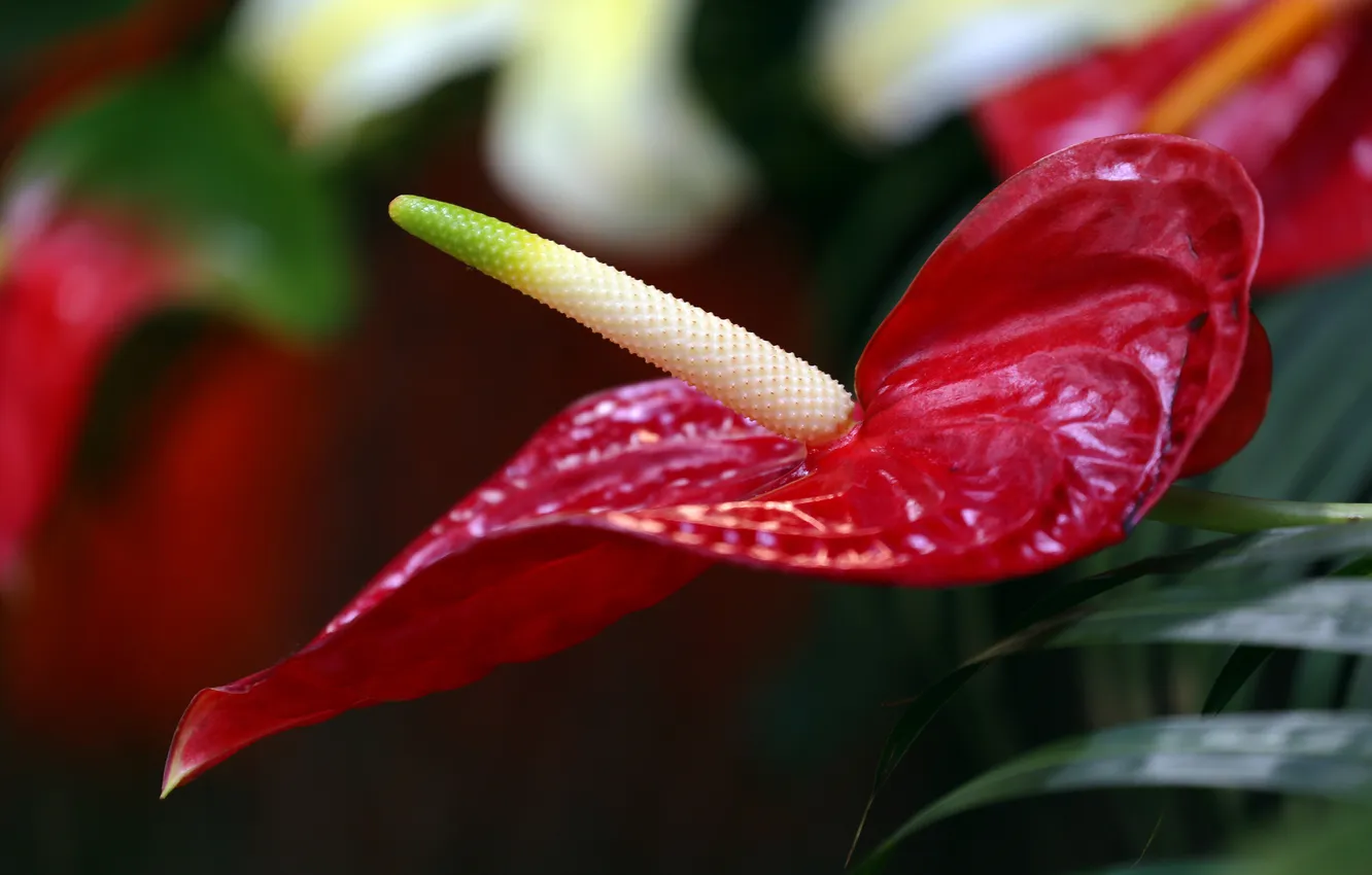 Фото обои цветок, красный, цветение, тычинка, антуриум