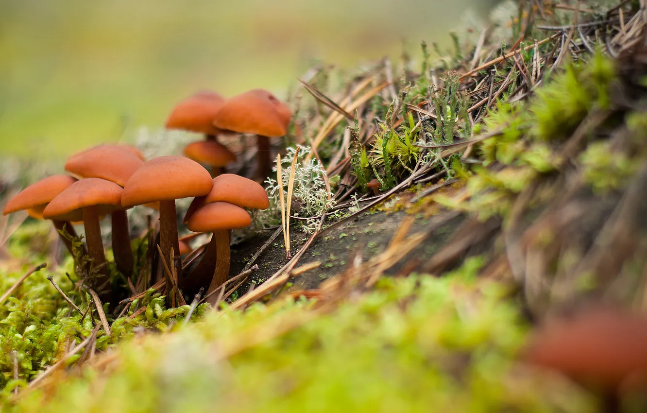 Фото обои осень, лес, грибы