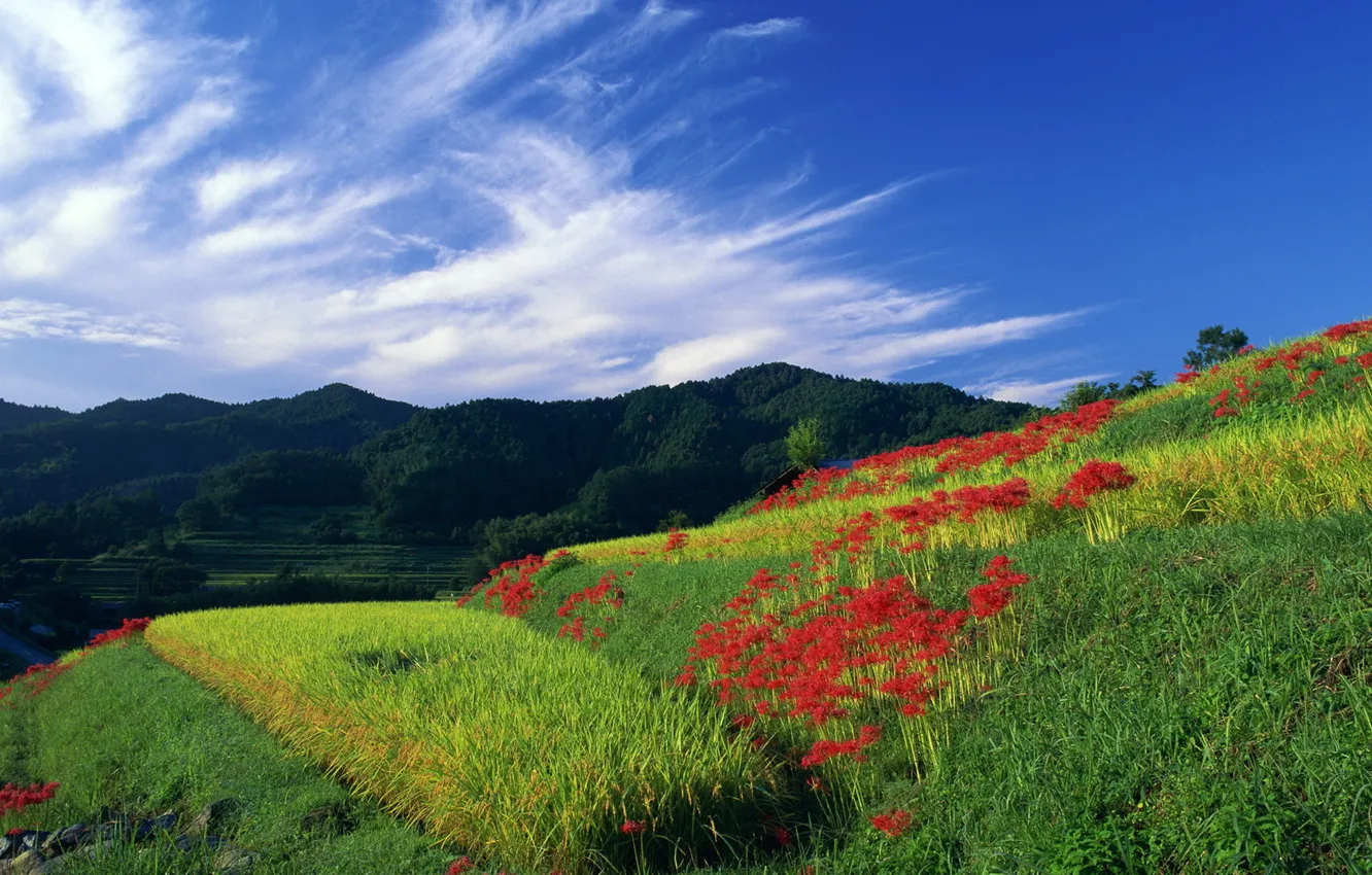 Фото обои небо, трава, цветы, природа, холмы