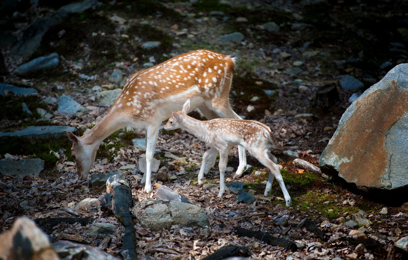Фото обои природа, косули, Bambi with mom