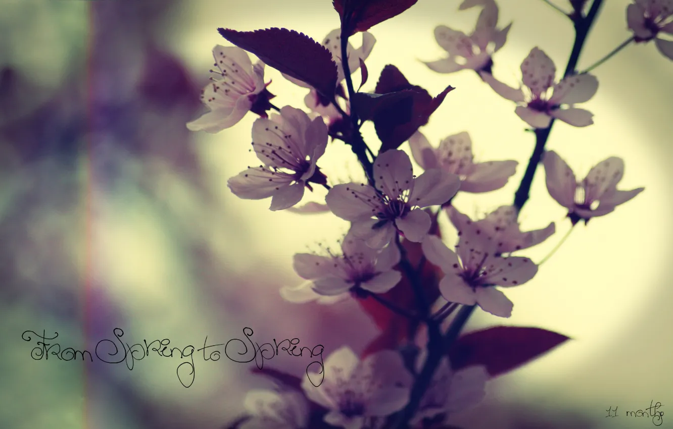 Фото обои макро, цветы, надпись, весна, вишня или слива, from spring to spring