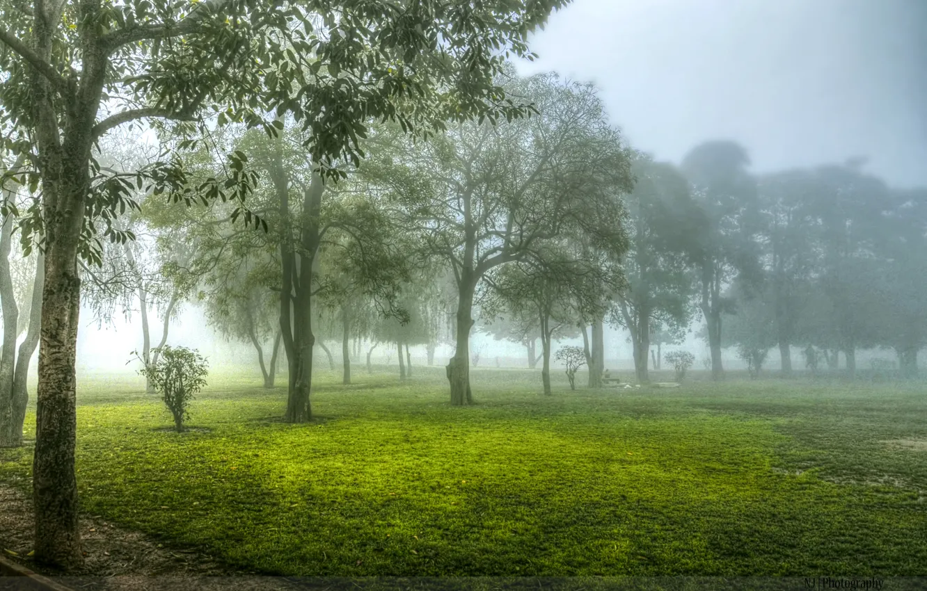 Фото обои деревья, туман, утро
