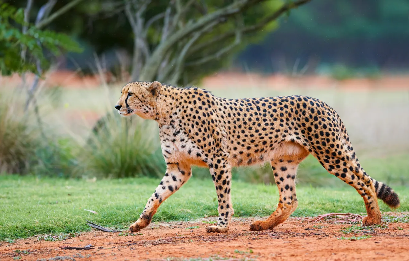 Фото обои природа, гепард, прогулка