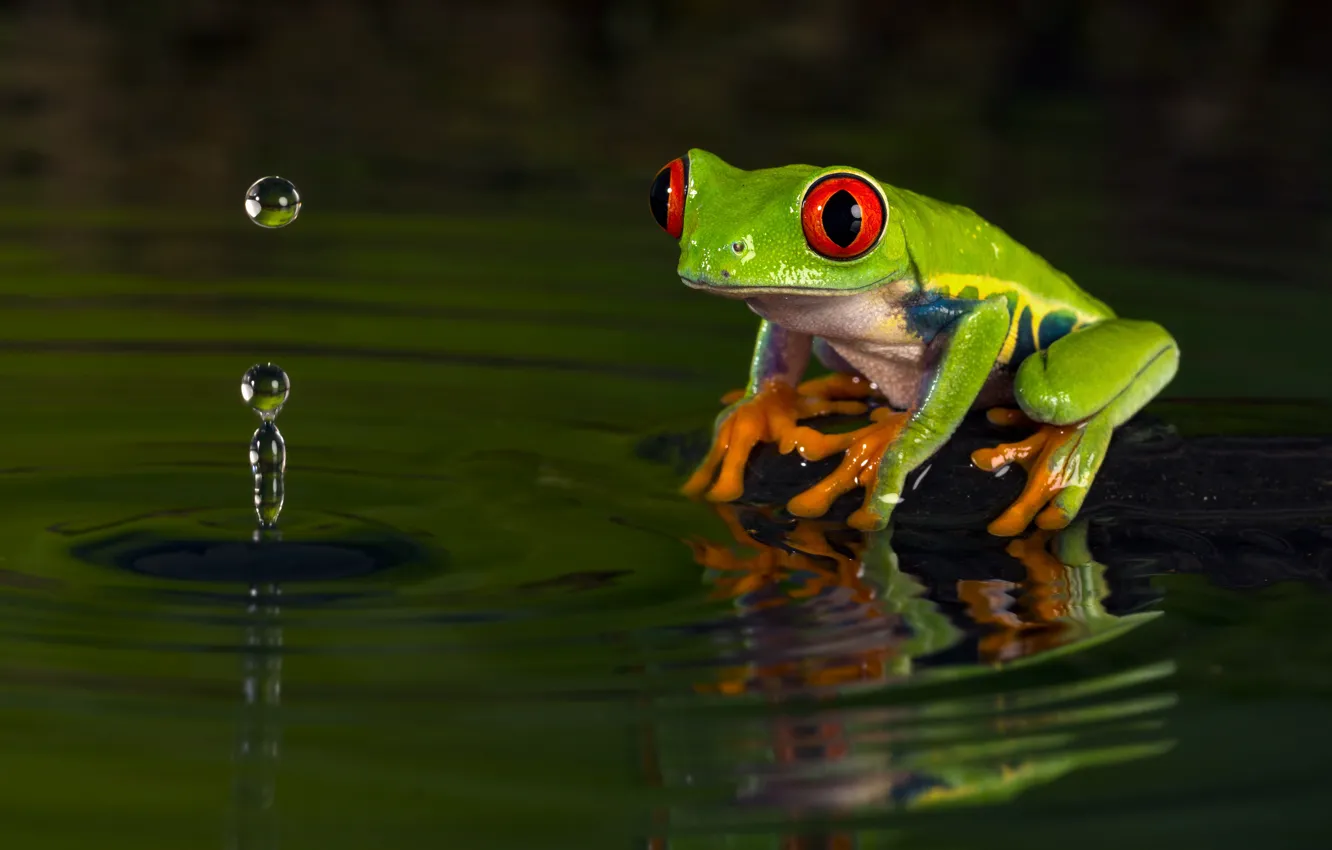 Фото обои вода, капли, макро, природа, темный фон, лягушка, зеленая, водоем
