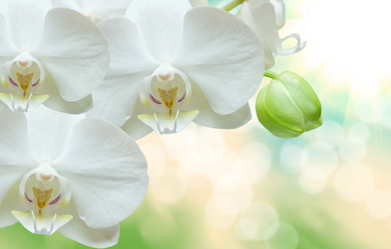 Фото обои блики, фон, белые, орхидеи, боке, крупным планом