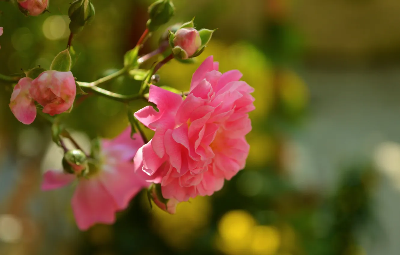 Фото обои Бутоны, Rose, Боке, Bokeh, Розовая роза, Pink rose