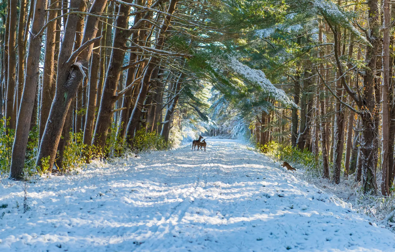 Фото обои зима, иней, дорога, лес, свет, снег, деревья, ветки