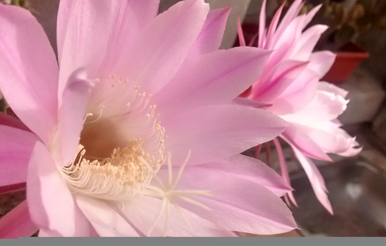 Фото обои цветы, кактус, flowers, cactus, flores