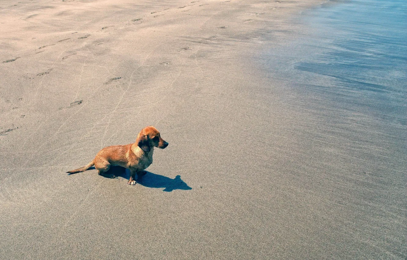 Фото обои beach, water, dog, sand, dachshund