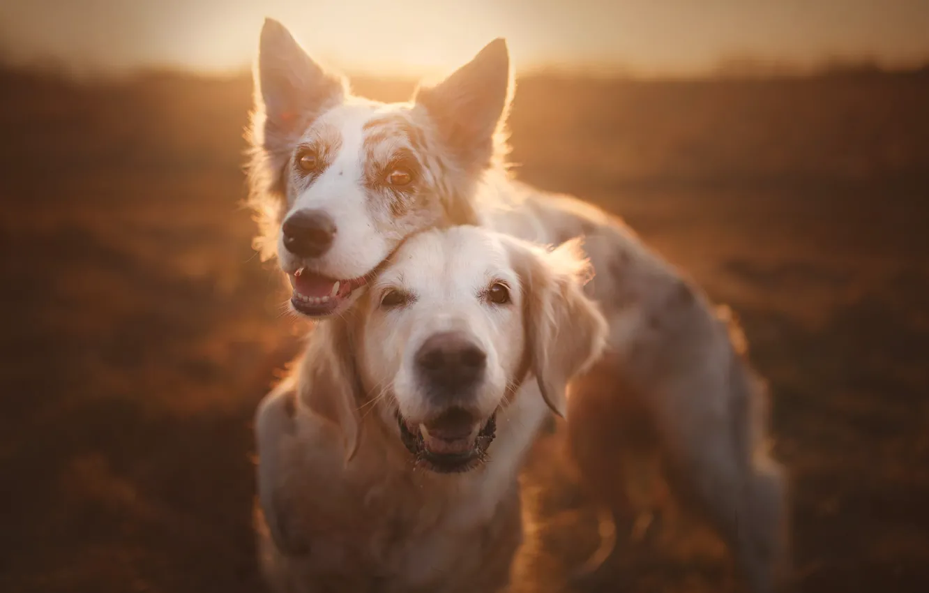 Фото обои друзья, две собаки, Голден ретривер, Золотистый ретривер, Бордер-колли