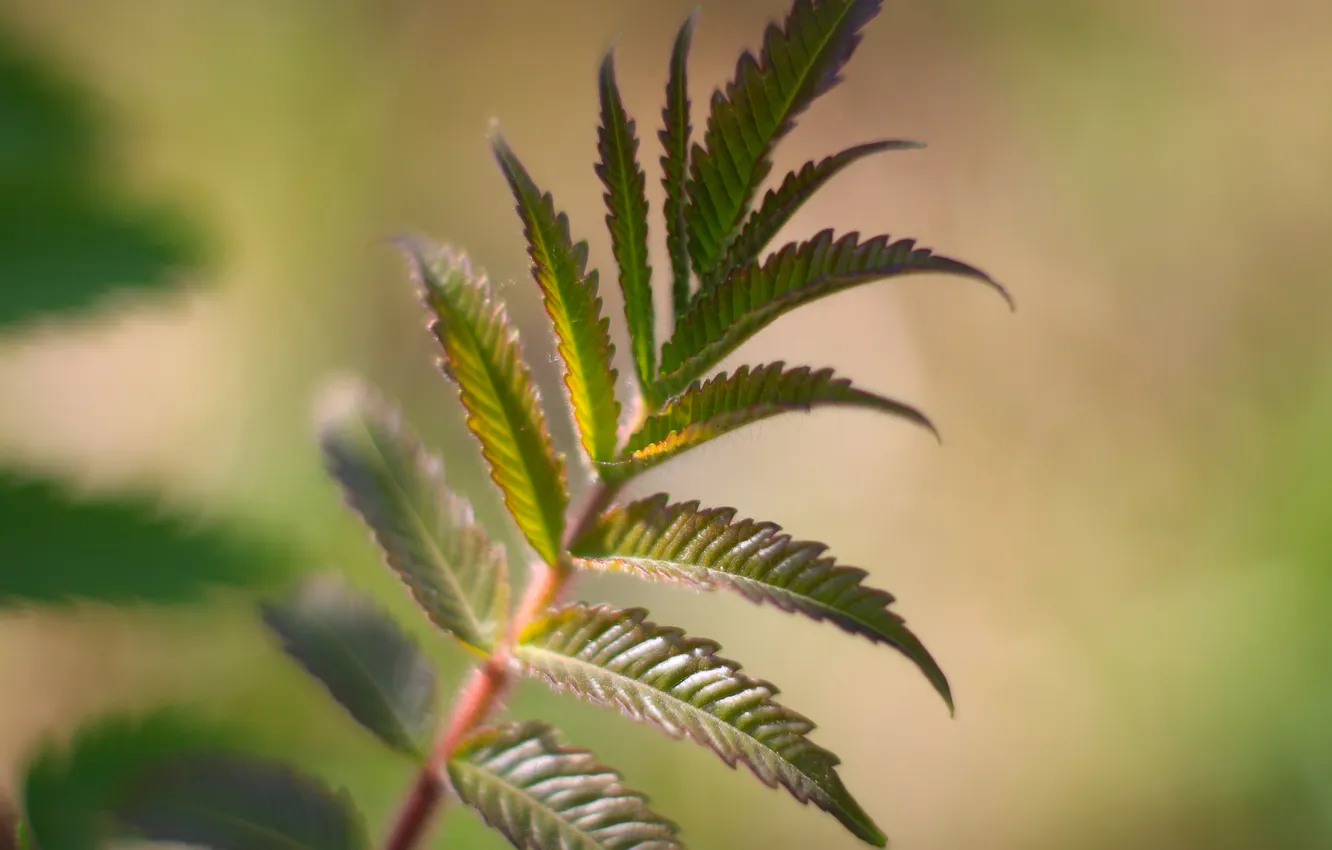 Фото обои green, leaf, plant