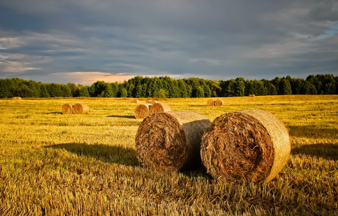 Фото обои солома, summer, nature, Belarus, строг сена
