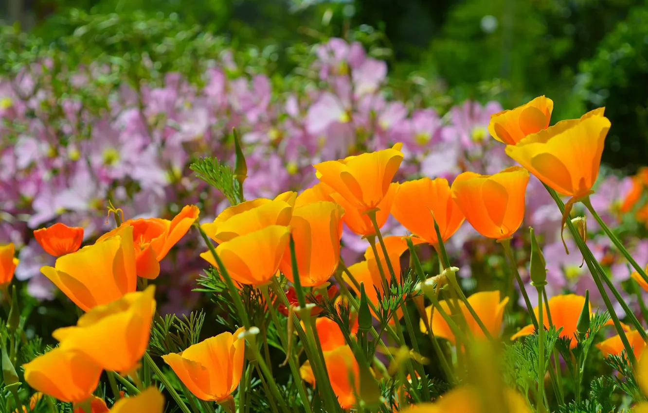 Фото обои Природа, Весна, Nature, Spring, Эшшольция, Калифорнийский мак