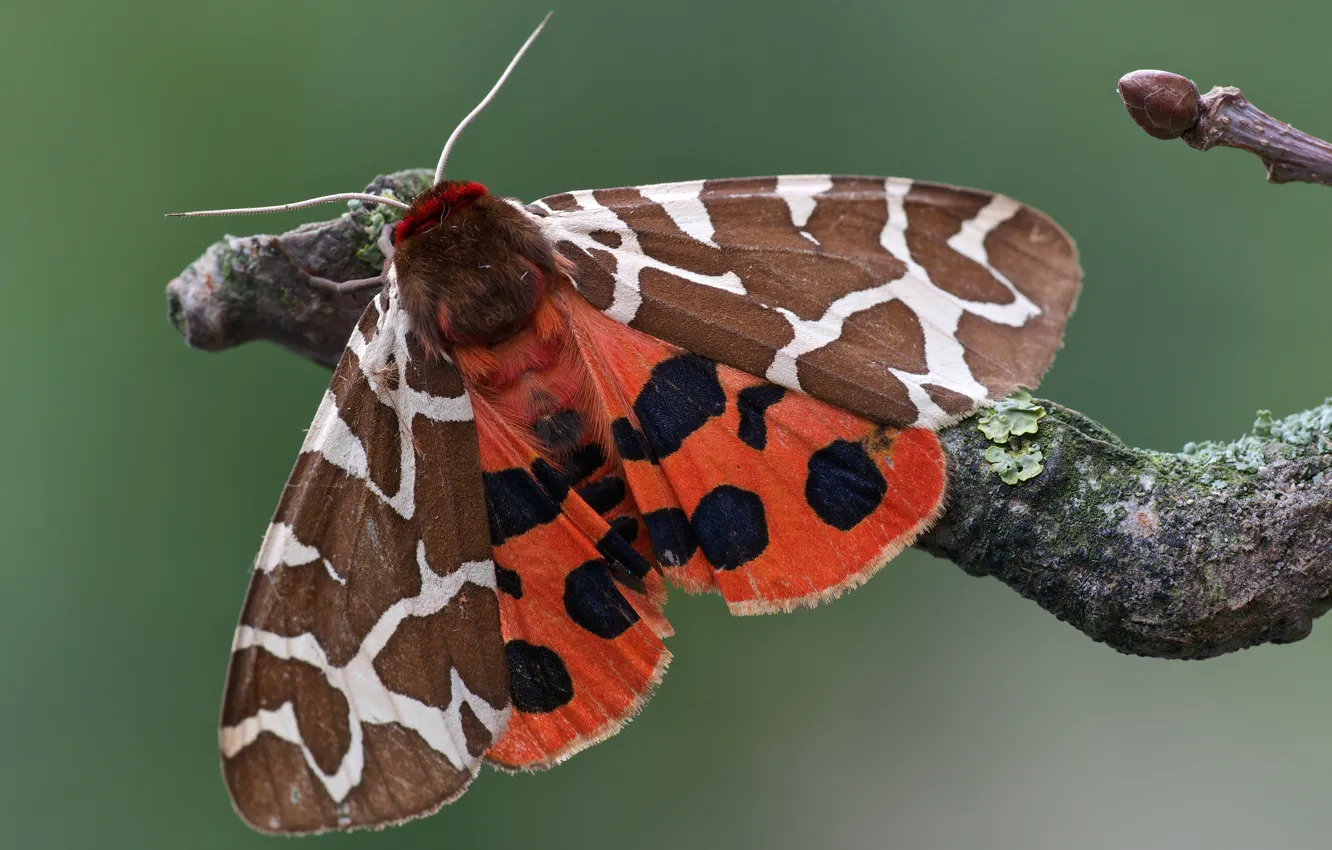 Фото обои узор, бабочка, крылья, ветка, насекомое, обои от lolita777