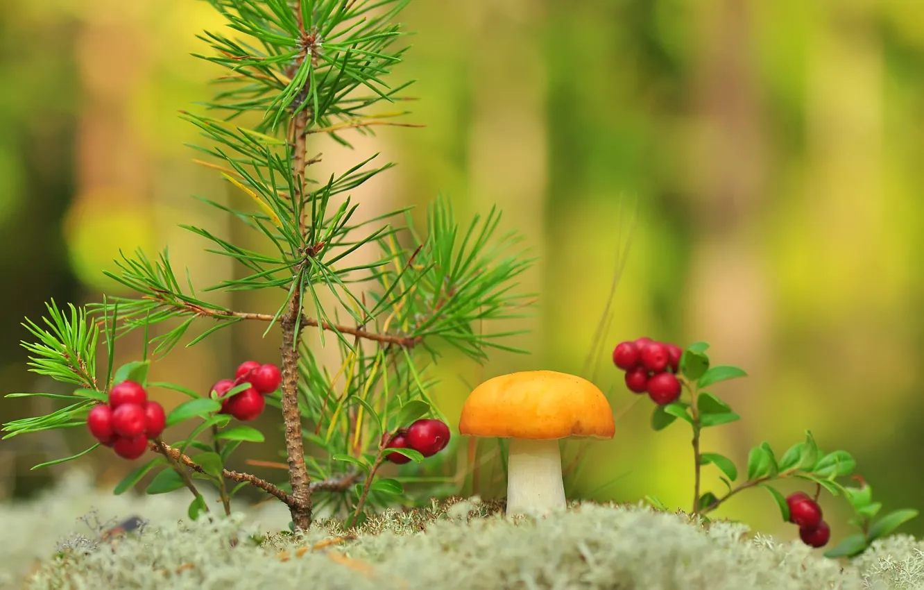 Фото обои макро, природа, ягоды, гриб, мох, ветка, сосна