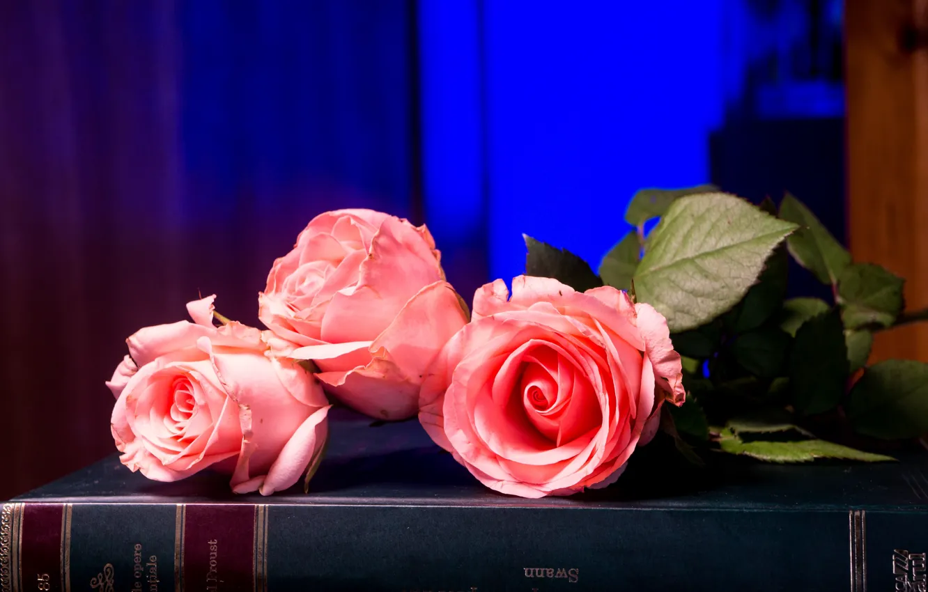Фото обои цветы, синий, фон, розы, букет, книга, розовые, бутоны