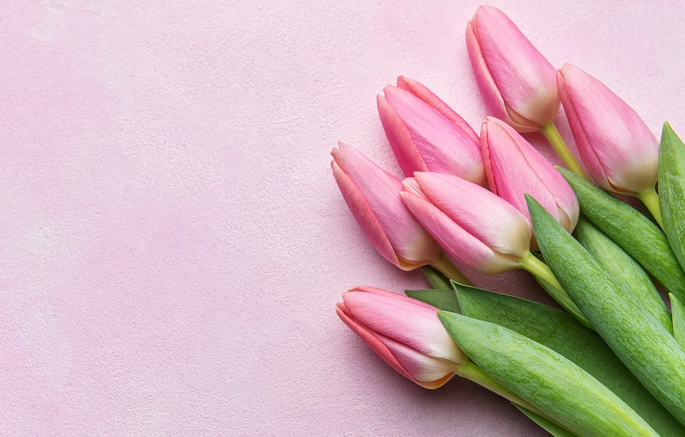 Фото обои цветы, букет, тюльпаны, pink, flowers, tulips, spring, bouquet