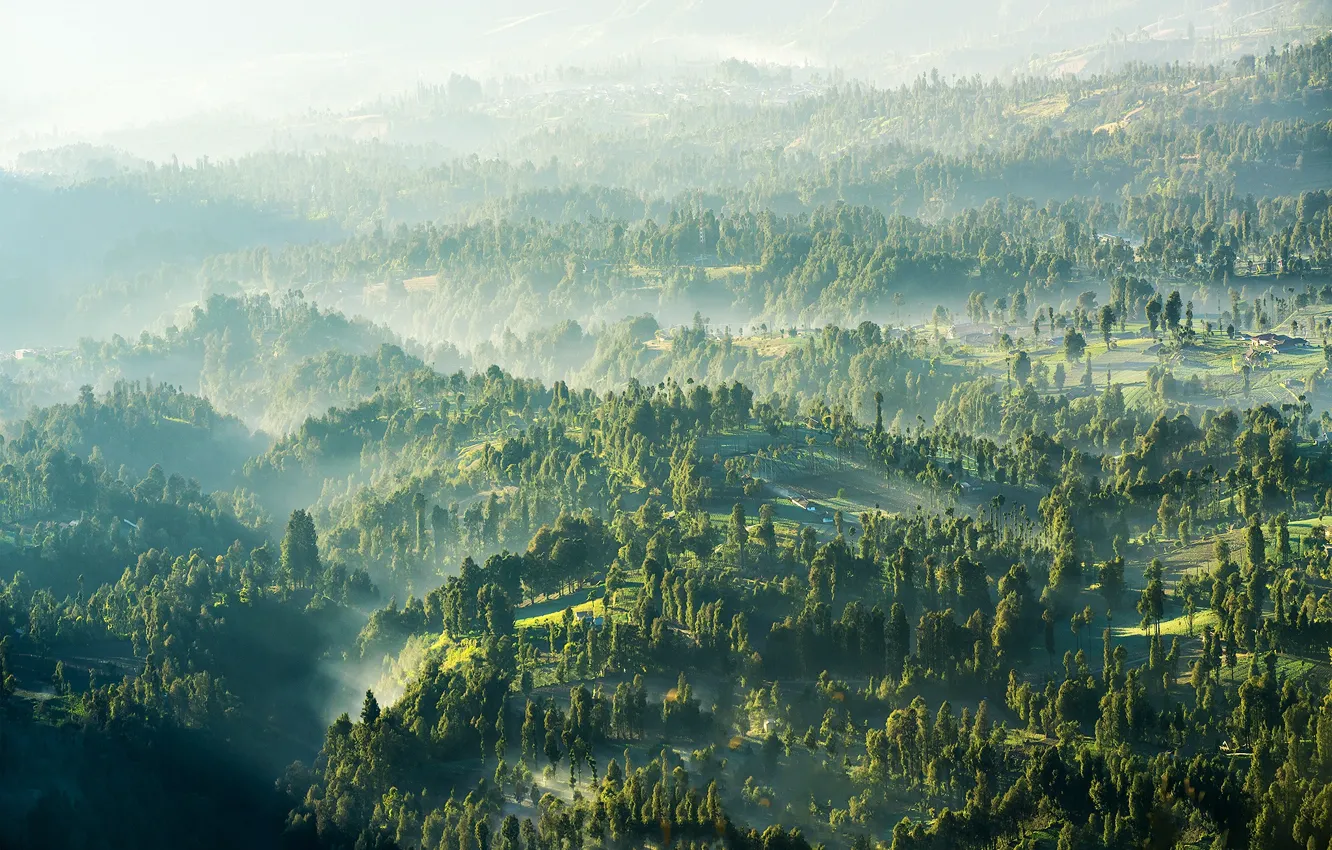 Фото обои деревья, туман, дома, панорама