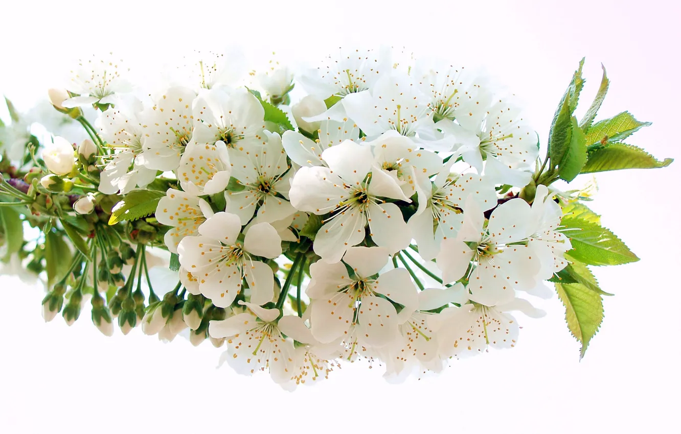 Фото обои белый, цветок, вишня, ветка, весна, лепестки, тычинки, цветение