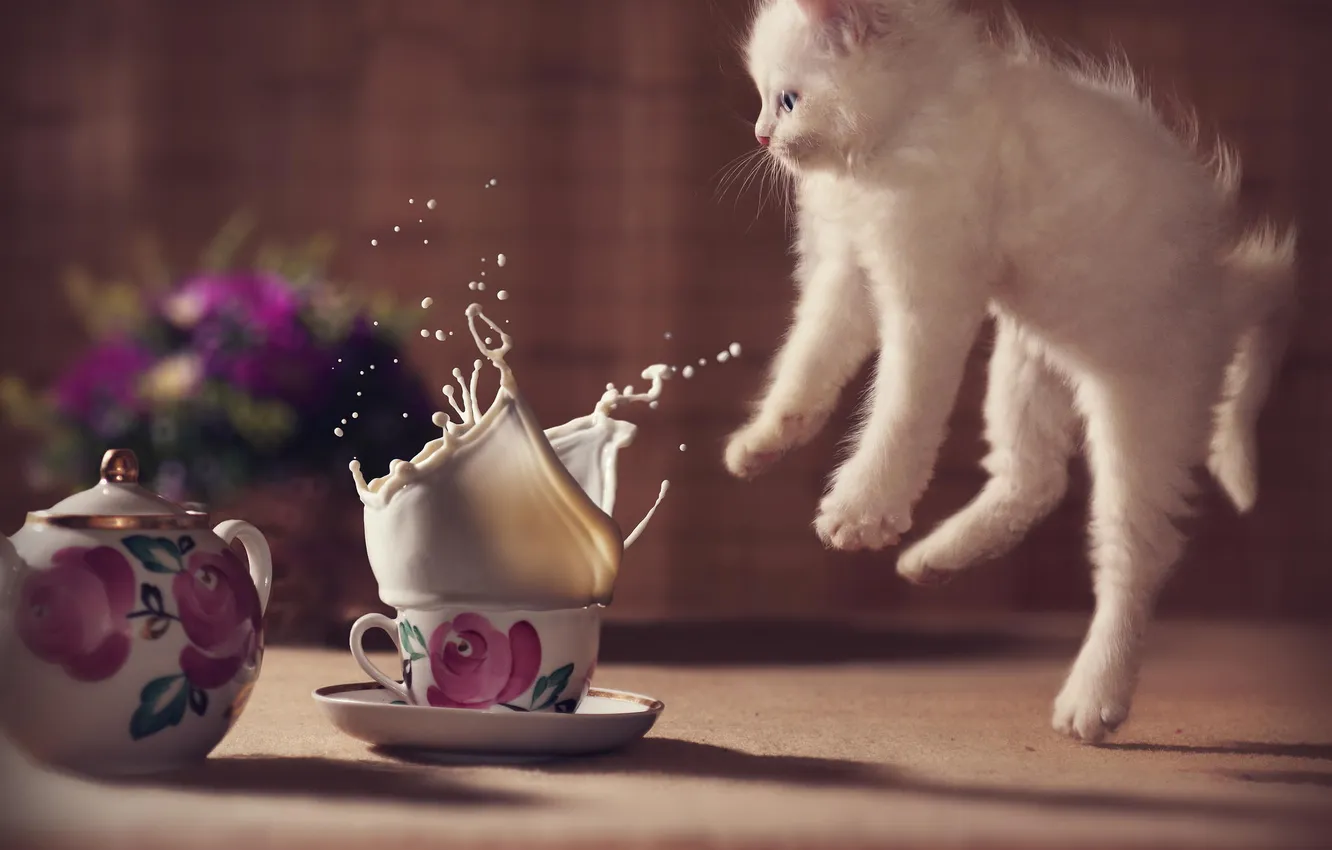 Фото обои цветы, котенок, испуг, молоко, кружка, cat, kitty, cute