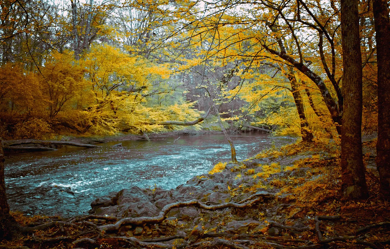 Фото обои осень, лес, деревья, корни, река