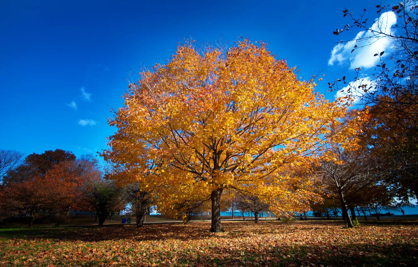 Фото обои осень, парк, Чикаго, набережная