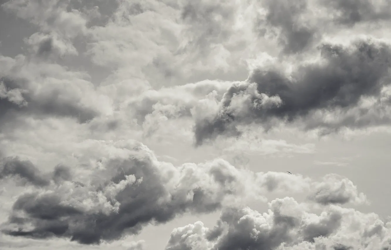 Фото обои sky, bird, clouds
