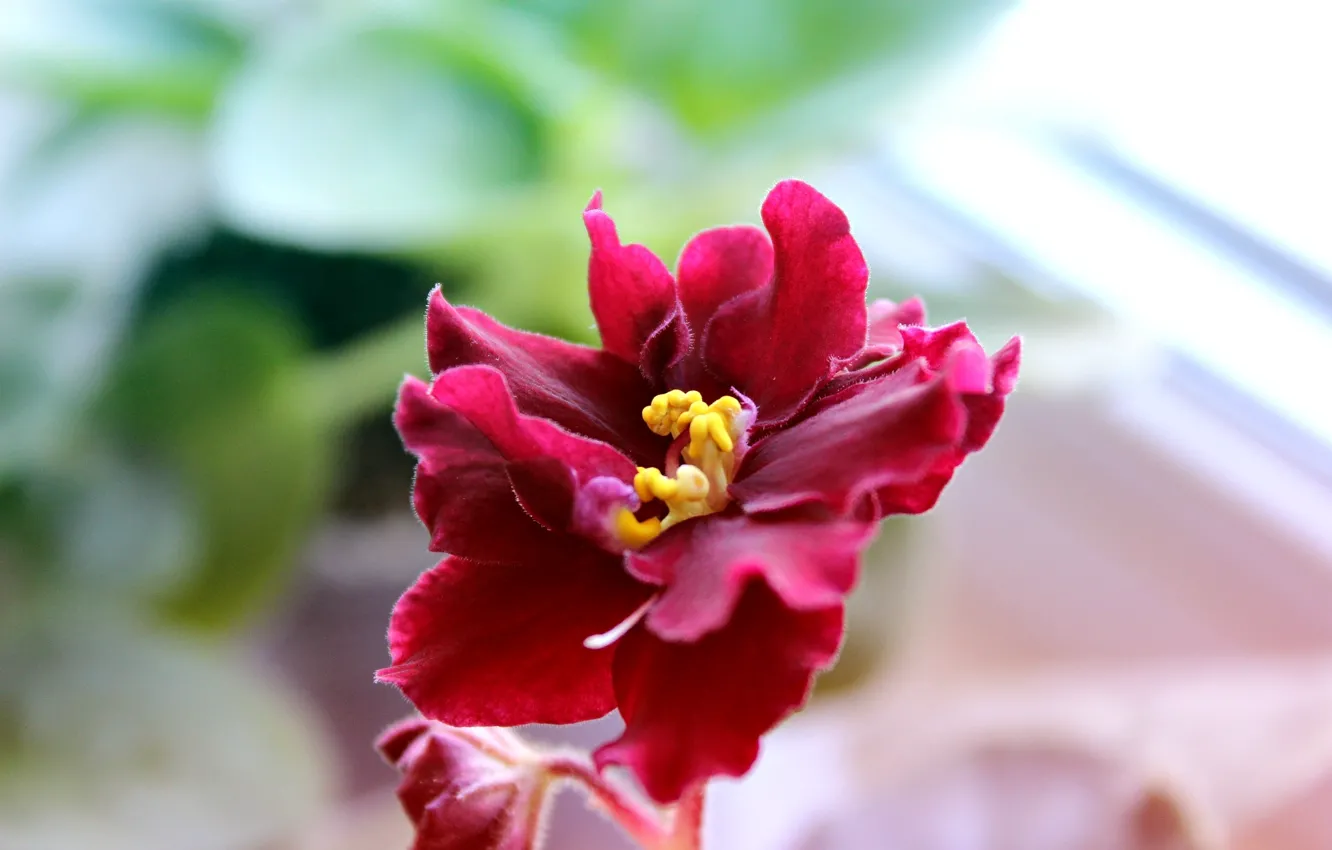 Фото обои цветок, вазон, дневной свет, красные лепестки