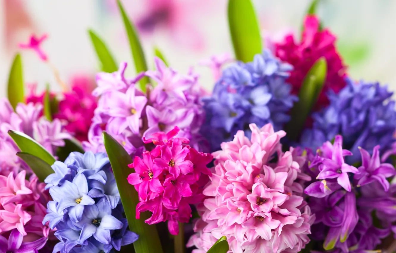 Фото обои цветы, flowers, гиацинты, hyacinths