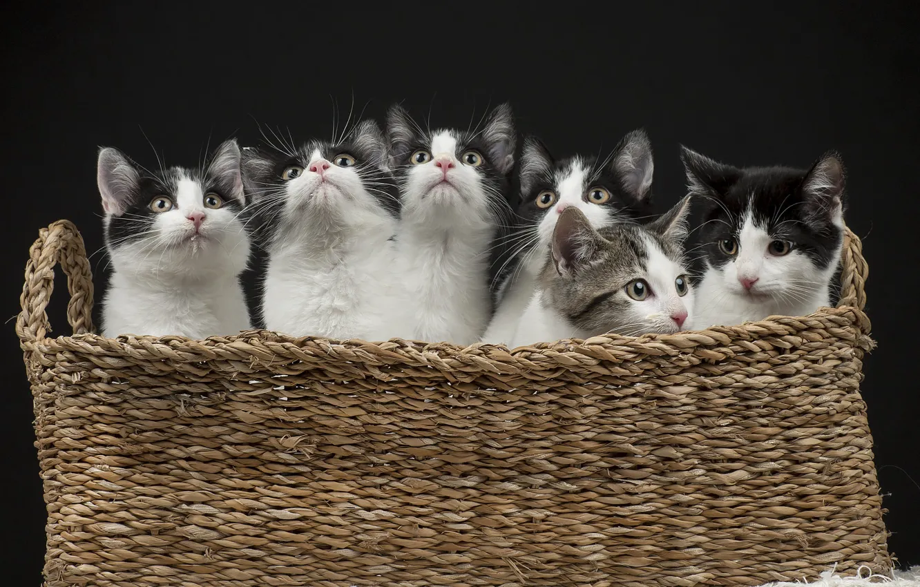 Фото обои кошки, темный фон, котята, малыши, корзинка, много, клоны, черно-белые