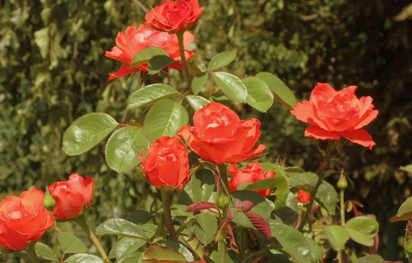 Фото обои куст, розы, оранжевые розы, Meduzanol ©, лето 2018
