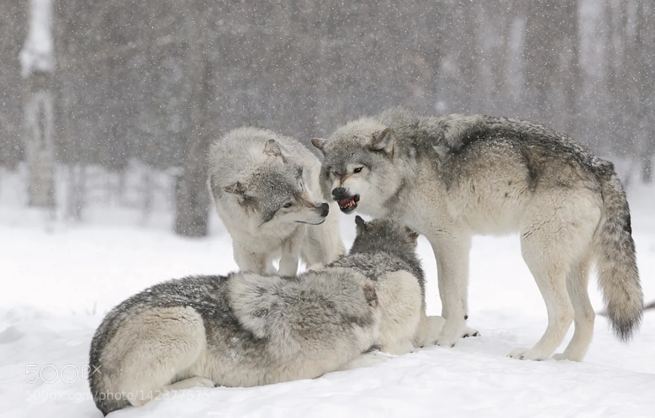 Фото обои nature, snow, predator, face, animal, wolf, wildlife, portrait