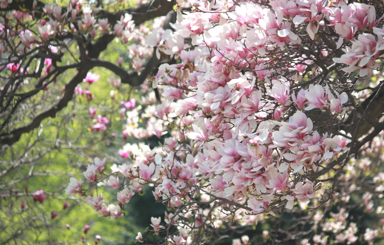 Фото обои Природа, Весна, Nature, Spring, Цветение, Flowering