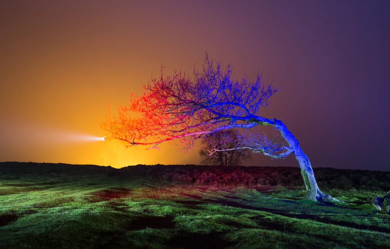 Фото обои поле, небо, свет, закат, дерево, вечер