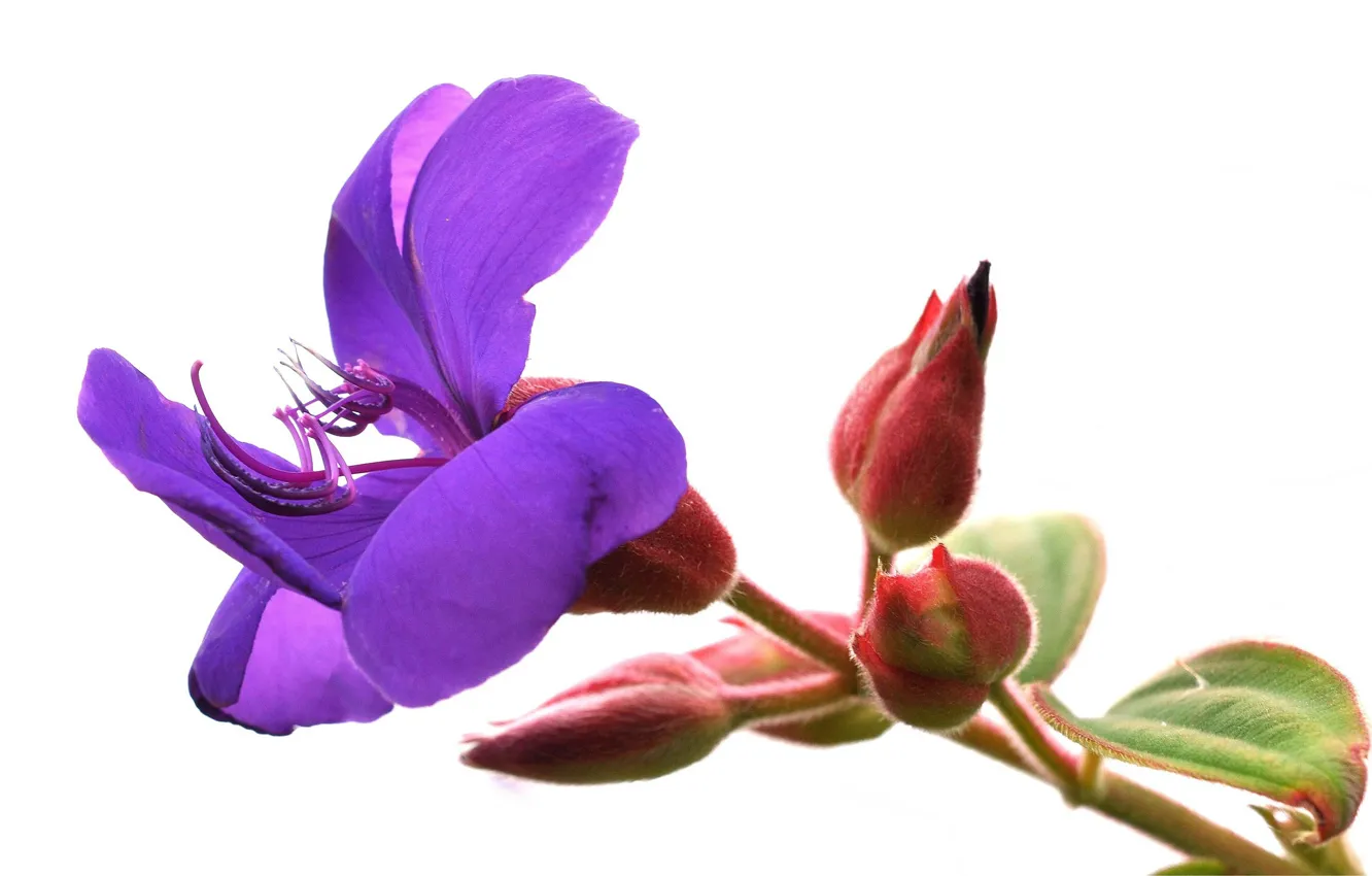 Фото обои цветок, природа, лепестки, стебель, экзотика
