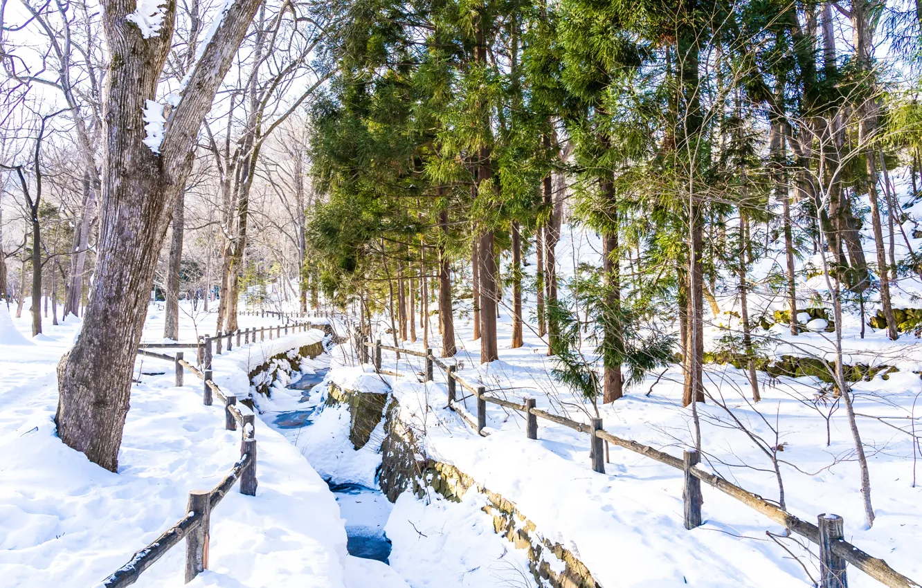 Фото обои зима, снег, деревья, пейзаж, forest, trees, landscape, winter