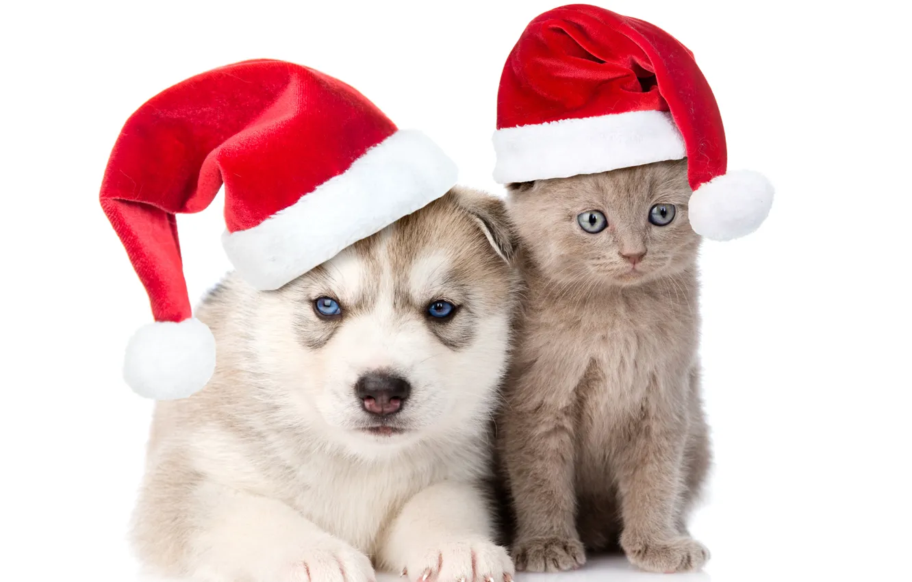 Фото обои котенок, шапка, Новый год, Christmas, друзья, хаски, Dogs, колпаки