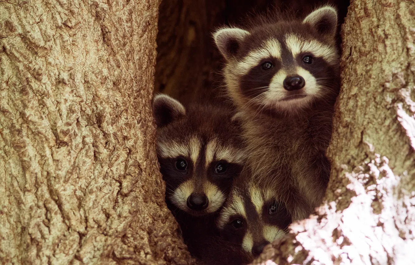 Фото обои взгляд, деревья, темный фон, нора, малыш, енот, три, кора