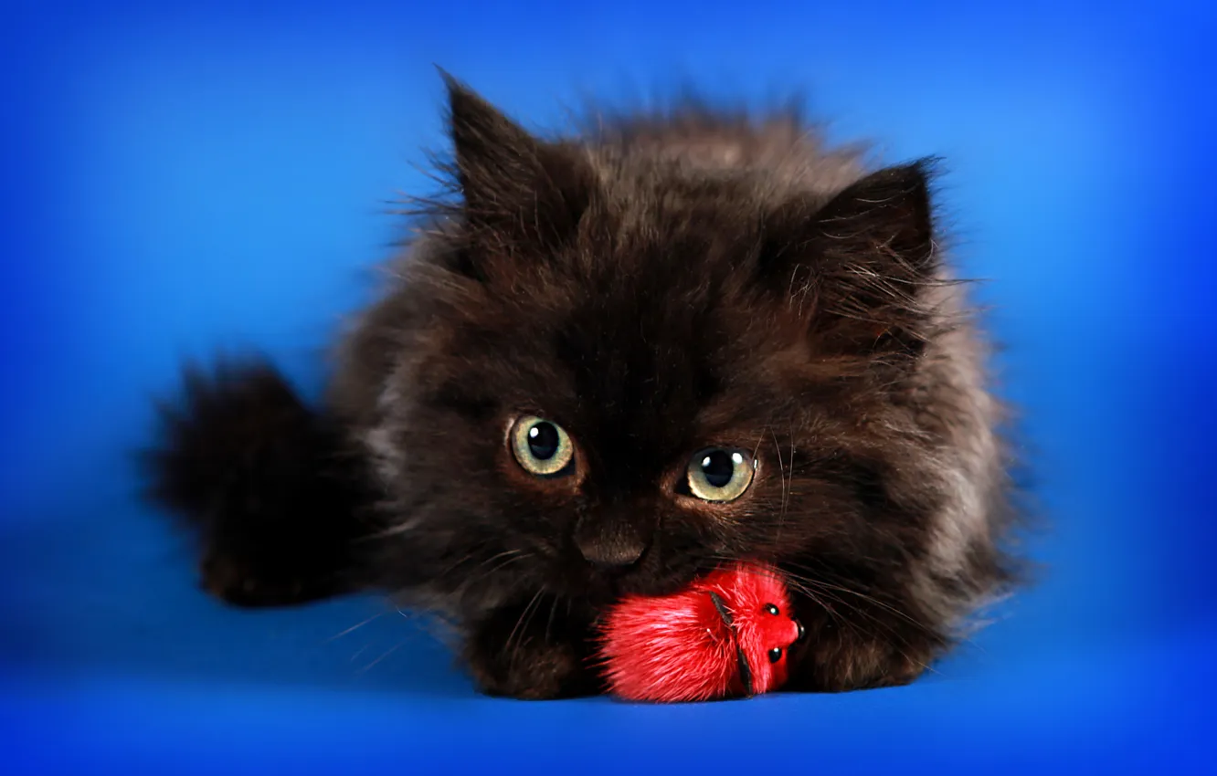 Фото обои кошка, взгляд, поза, котенок, черный, игра, мышь, мышка
