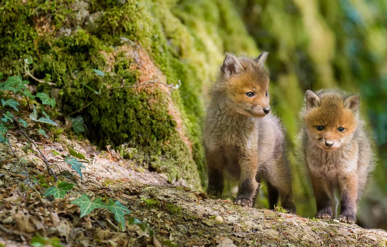 Фото обои природа, лиса, лисица, лисёнок