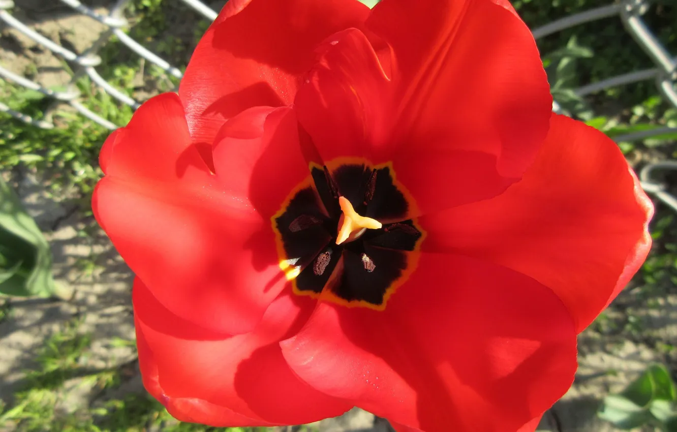 Фото обои красный, тюльпан, весна 2018, Meduzanol ©