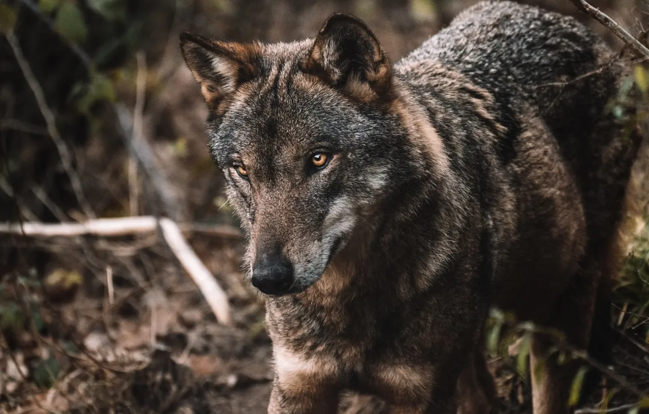 Фото обои nature, predator, animal, wolf, wildlife, portrait, portrait., Canis lupus. face