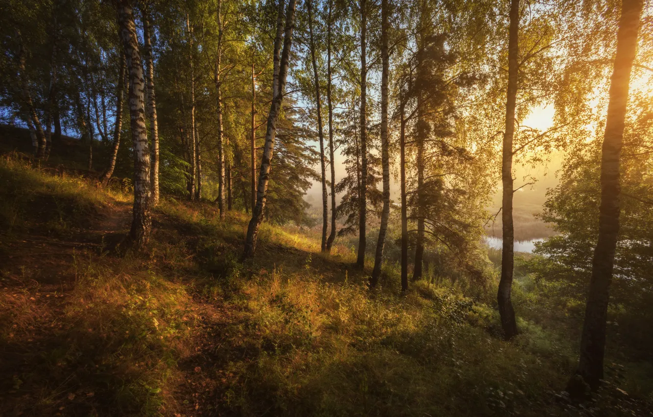 Фото обои лес, деревья, пейзаж, природа, туман, озеро, утро, склон