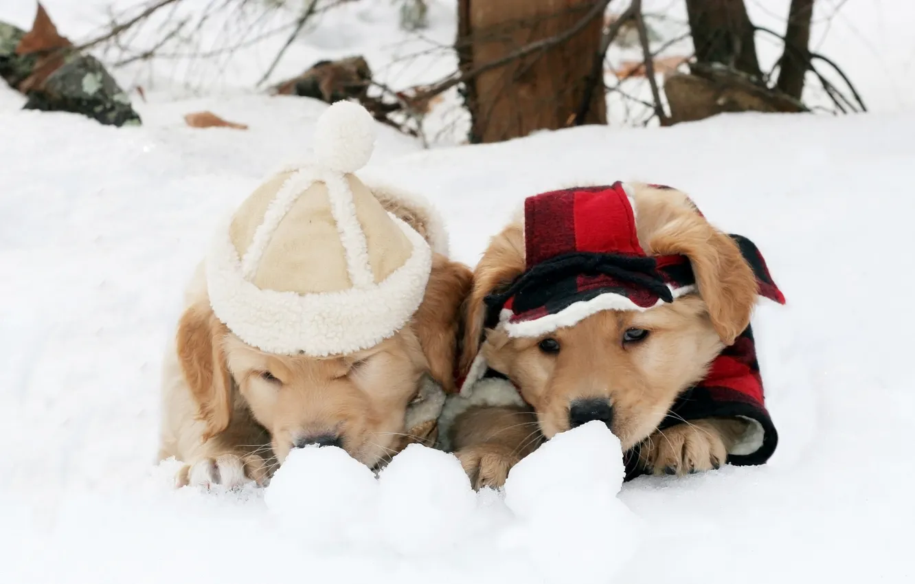 Фото обои зима, собаки, снег, одежда, игра, щенки, пара, костюм