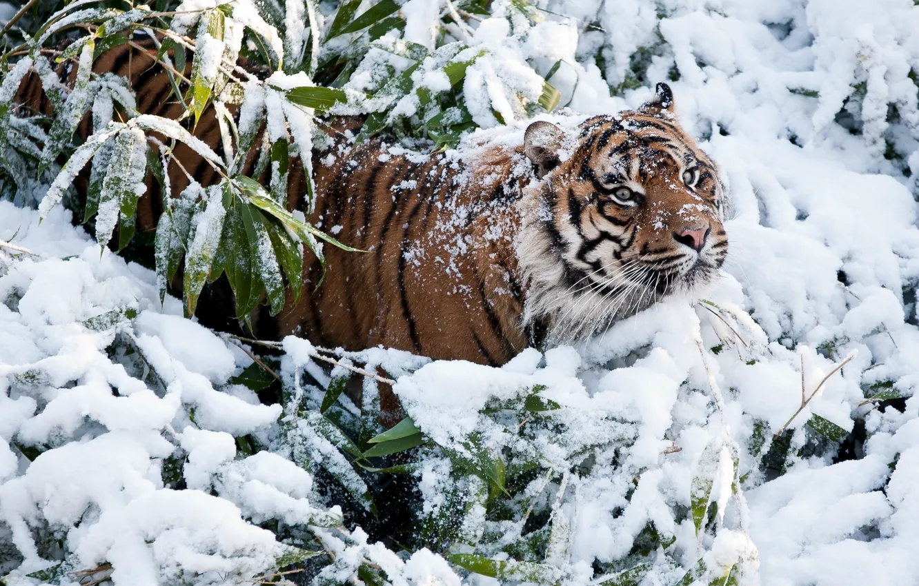 Фото обои зима, снег, тигр