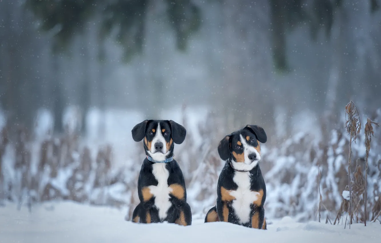 Фото обои зима, снег, парочка, две собаки, Энтлебухер зенненхунд, Ирина Ковалёва