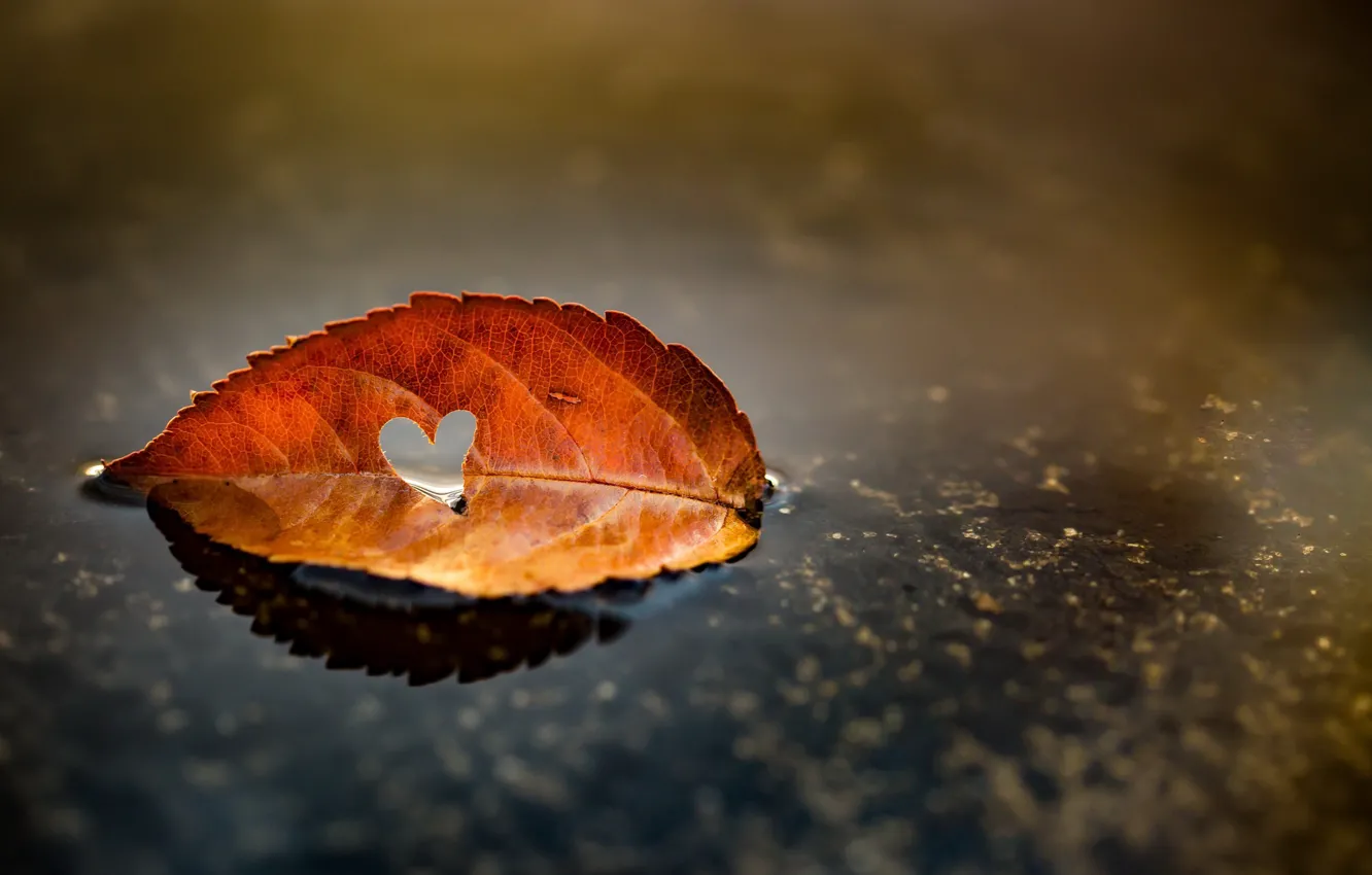 Фото обои листья, природа, фон