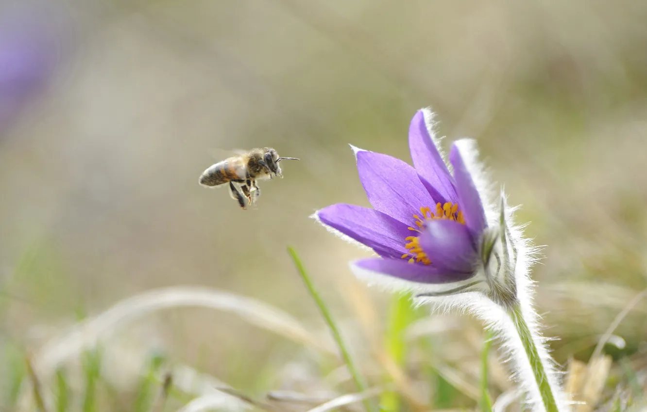 Фото обои цветок, пчела, насекомое, прострел обыкновенный