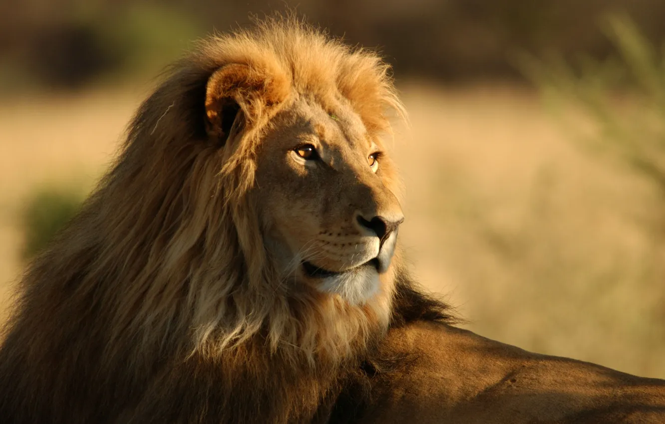 Фото обои животные, саванна, дикие кошки, африка, львы, wild cats, lions, africa